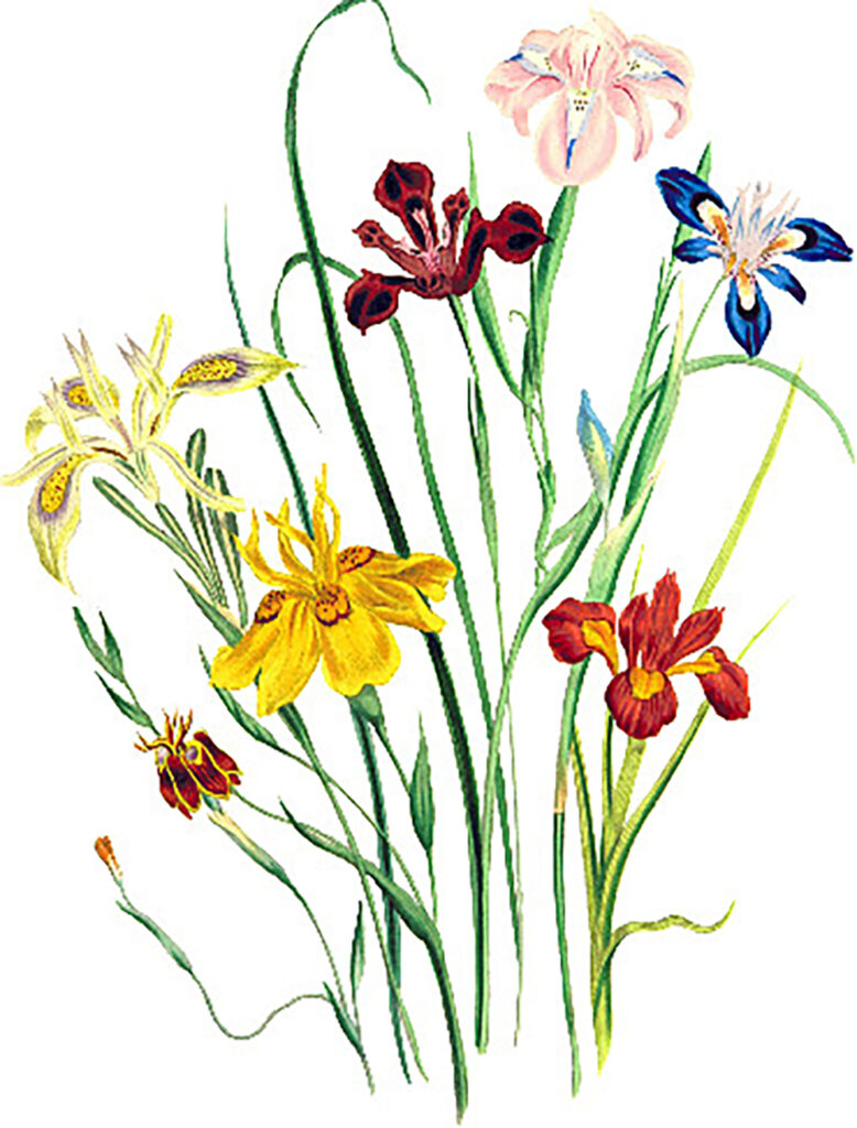 MHS may_Page_2_Image_0005 MHS may_Page_2_Image_0005